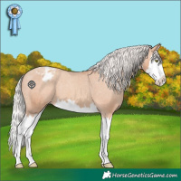 Horse Color:Silver Amber Champagne Sabino Splash Appaloosa 