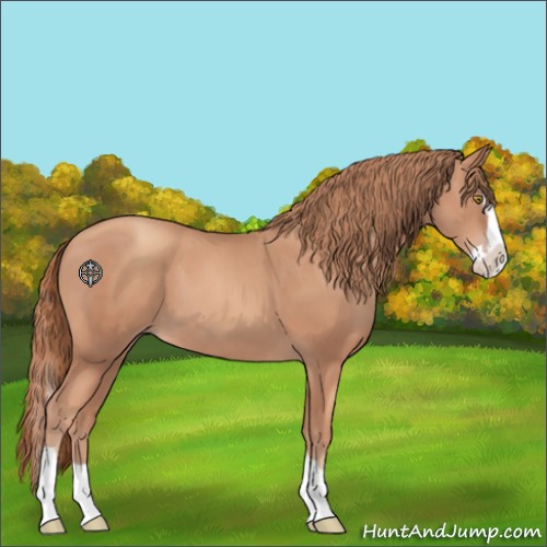Horse Color:Gold Champagne Splash 