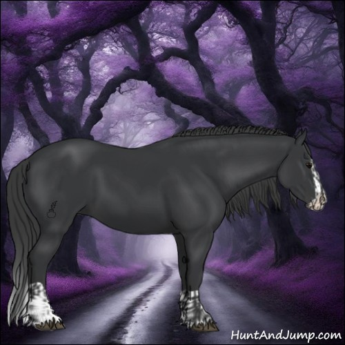 Horse Color:Black and Black Splash