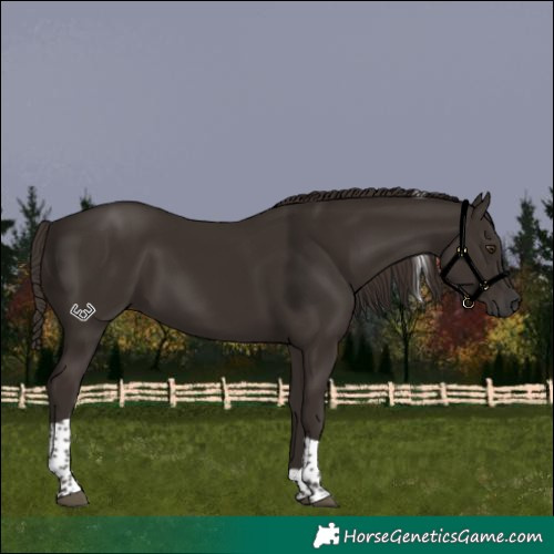 Horse Color:Liver Chestnut Tobiano 