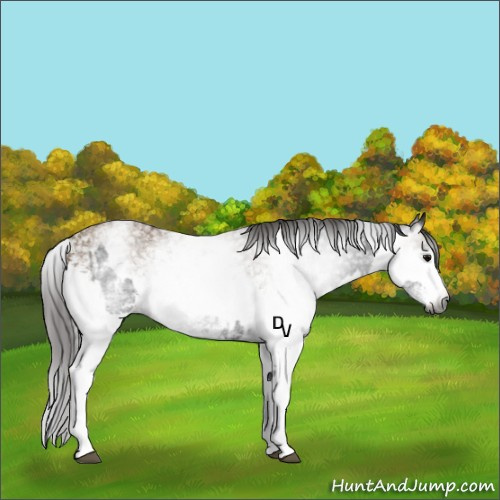 Horse Color:Gray White Spotted Black  and Gray White Spotted Classic Champagne 