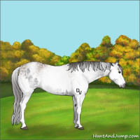 Horse Color:Gray White Spotted Black  and Gray White Spotted Classic Champagne 