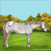 Horse Color:Painted Blue Onyx Appaloosa 