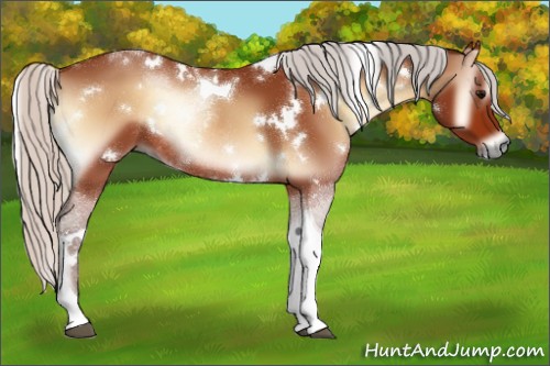 Horse Color:White Spotted Silver Bay Onyx Tobiano Rabicano 