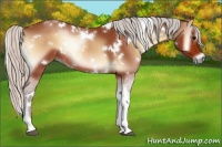 Horse Color:White Spotted Silver Bay Onyx Tobiano Rabicano 