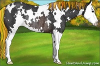 Horse Color:Painted White Spotted Brown Splash Rabicano