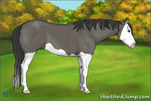 Horse Color:Grullo Splash 