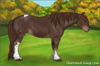 Horse Color:Liver Chestnut Tobiano