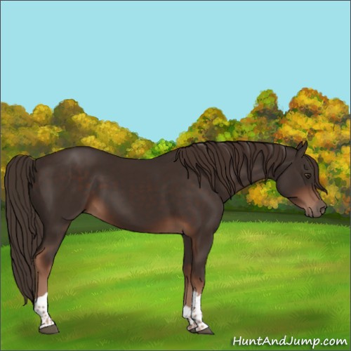 Horse Color:Liver Chestnut Tobiano 