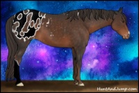 Horse Color:Liver Chestnut Appaloosa 