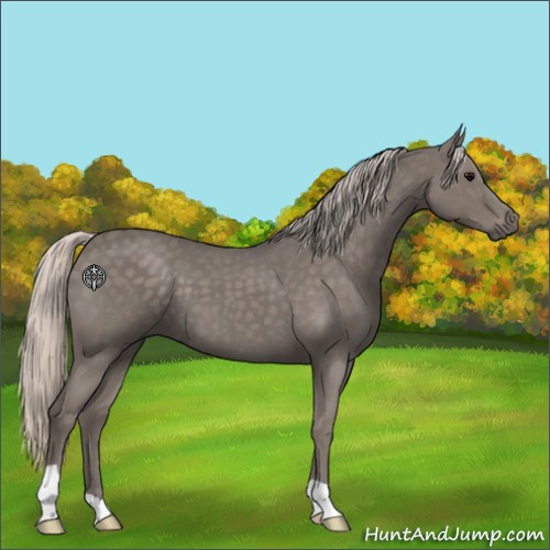 Horse Color:Silver Blue Roan 