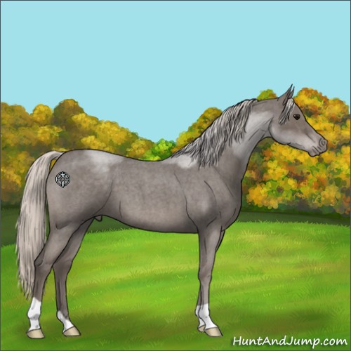 Horse Color:Silver Blue Roan 
