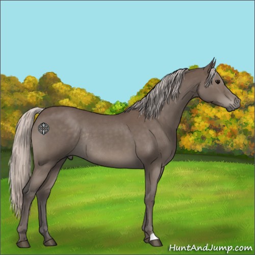 Horse Color:Silver Blue Roan Rabicano 