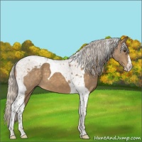Horse Color:Silver Buckskin Tobiano 