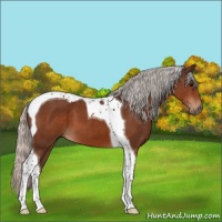 Horse Color:Silver Brown Tobiano 