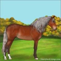 Horse Color:Silver Bay 