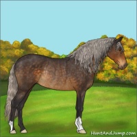 Horse Color:Silver Buckskin Rabicano