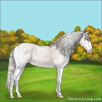 Horse Color:Silver Bay Sabino 