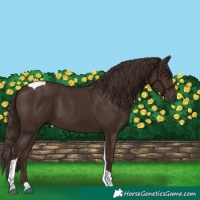 Horse Color:Liver Chestnut Tobiano 