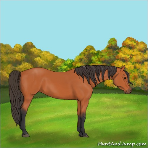 Horse Color:Bay 