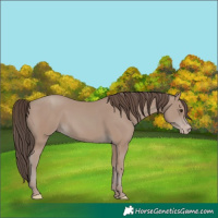 Horse Color:Classic Champagne 