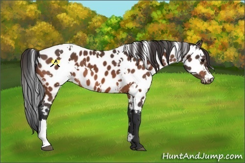 Horse Color:White Spotted Bay Appaloosa 