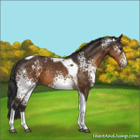 Horse Color:White Spotted Buckskin Tobiano Rabicano 