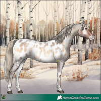 Horse Color:Chocolate Palomino Roan Onyx Appaloosa 