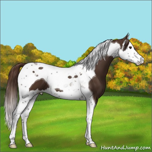 Horse Color:Liver Chestnut Splash Tobiano 