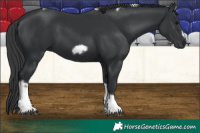 Horse Color:Black Tobiano Frame