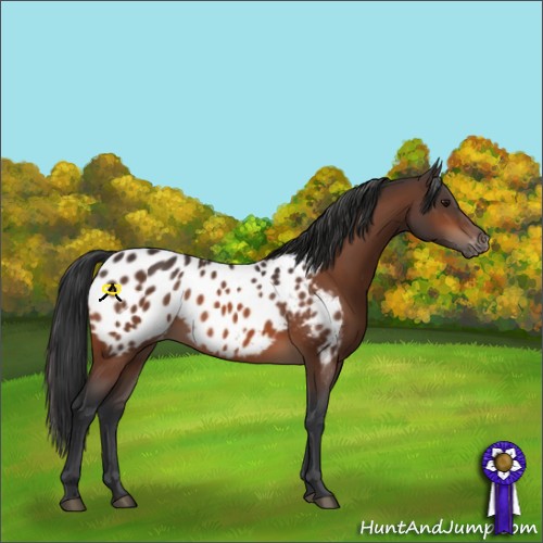 Horse Color:Bay Appaloosa 