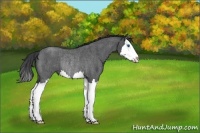 Horse Color:Blue Roan Splash Rabicano 