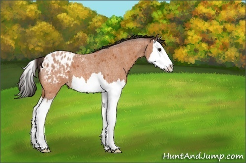 Horse Color:Bay Roan Splash Appaloosa 