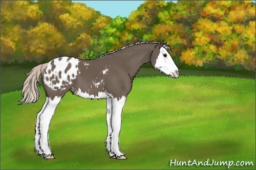 Horse Color:Silver Black Splash Varnish