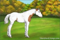 Horse Color:Silver Bay Splash Tobiano Snowcap 