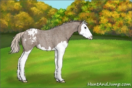 Horse Color:Silver Blue Roan Splash Varnish 