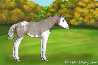 Horse Color:Silver Blue Roan Splash Varnish 