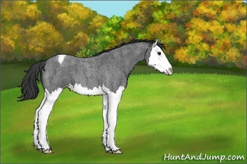 Horse Color:Blue Roan Splash Varnish
