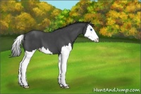 Horse Color:Blue Roan Splash 