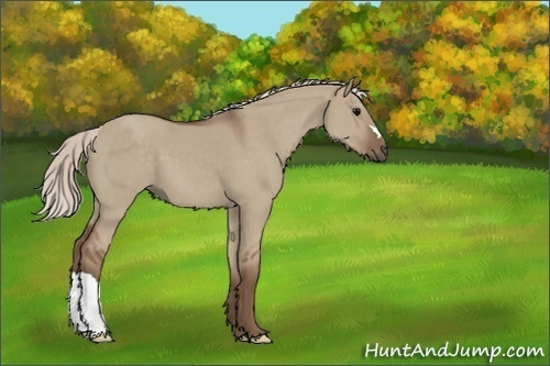 Horse Color:Silver Grullo