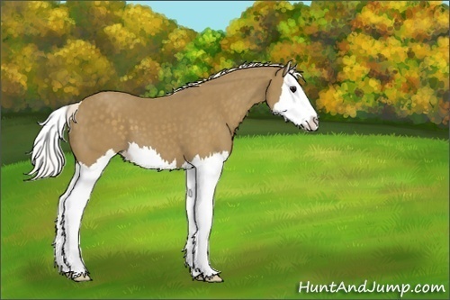 Horse Color:Silver Smoky Black Splash