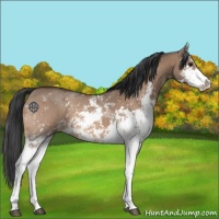 Horse Color:Bay Dun Sabino 