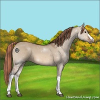 Horse Color:Painted Bay Dun 