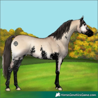 Horse Color:Void Bay Onyx Sabino 
