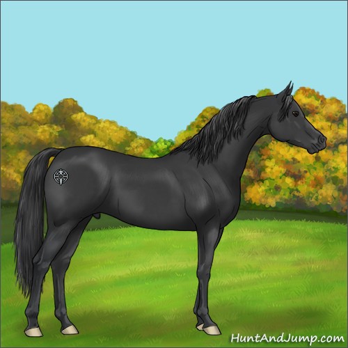Horse Color:Black 