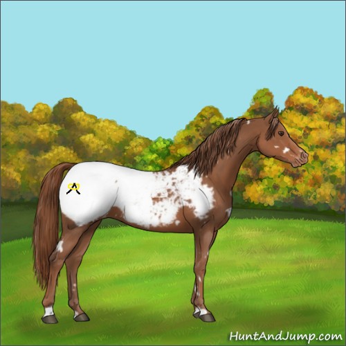 Horse Color:White Spotted Chestnut Sabino Appaloosa 