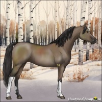 Horse Color:Liver Red Dun 