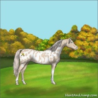 Horse Color:Cremello Sabino Tobiano Near Leopard 