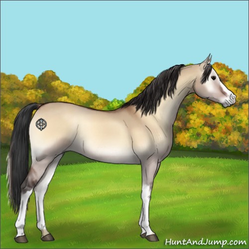 Horse Color:Bay Onyx