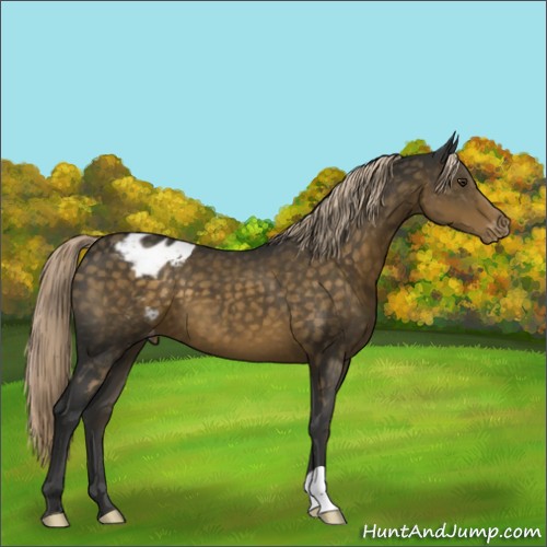 Horse Color:Chocolate Palomino Appaloosa 